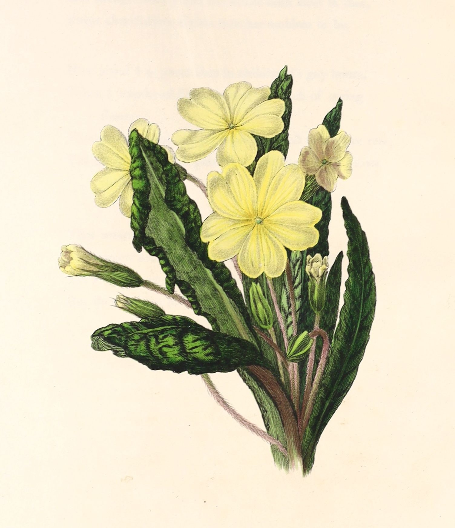 Hey, Rebecca - The Moral of Flowers, 1st edition, 8vo, contemporary half morocco gilt, with 24 tissue guarded hand-coloured engravings, Longman, Rees, Orme, et al; London, 1833